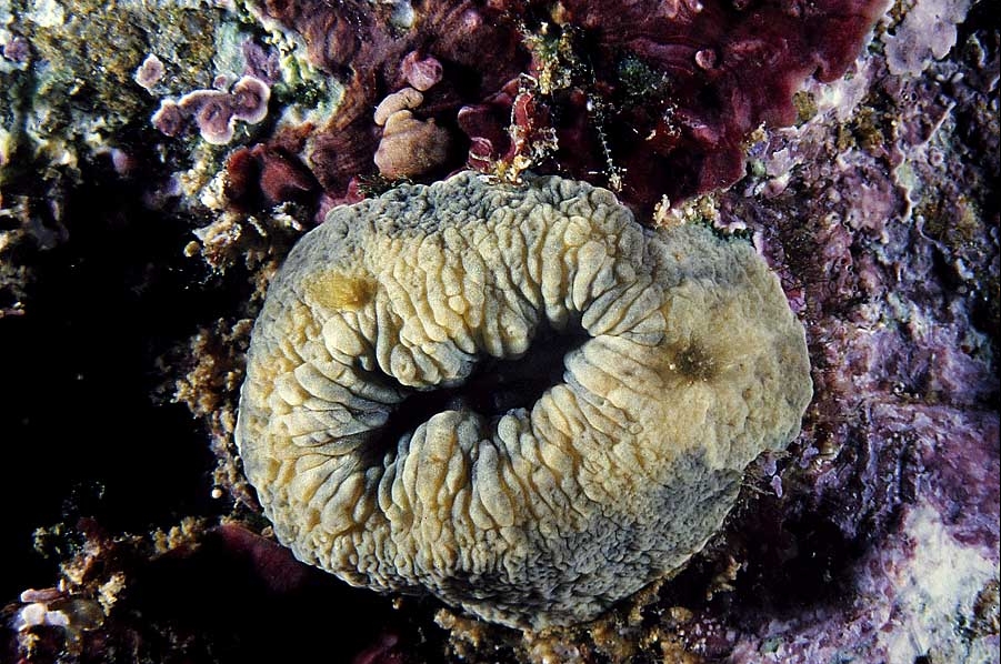 Caryophyllia inornata